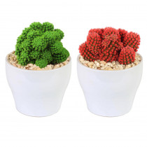 Costa Farms Holiday Live Desert Gems Cacti in 4 in. White Euro Ceramic Grower's Choice in Red or Green (2-Pack)