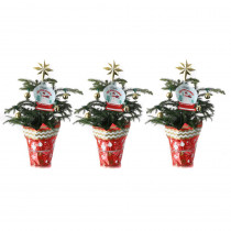 Costa Farms Norfolk Island Pine in 4 in. Grower Pot with Christmas Wrap and Topper (3-Pack)