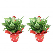 Costa Farms Holiday Dieffenbachia in 6 in. Grower Pot with Christmas Wrap and Pick (2-Pack)
