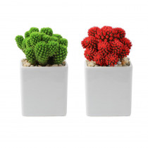 Costa Farms Holiday Live Desert Gems Cacti in 2.5 in. Gloss Ceramic Grower's Choice in Red or Green (2-Pack)