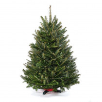 Cottage Farms Direct 2.5 ft. to 3.5 ft. Freshly Cut Table Top Fraser Fir Christmas Tree