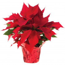 6.5 in. Live Poinsettia (In-Store Only)