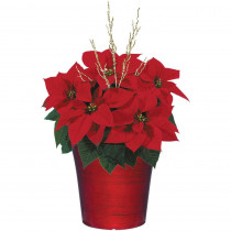 8 in. Bella Upgraded Poinsettia (In-Store Only)