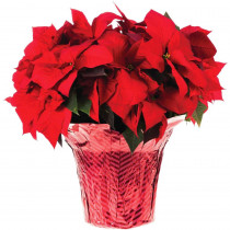 10 in. Live Poinsettia (In-Store Only)