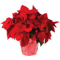 8 in. Live Poinsettia (In-Store Only)
